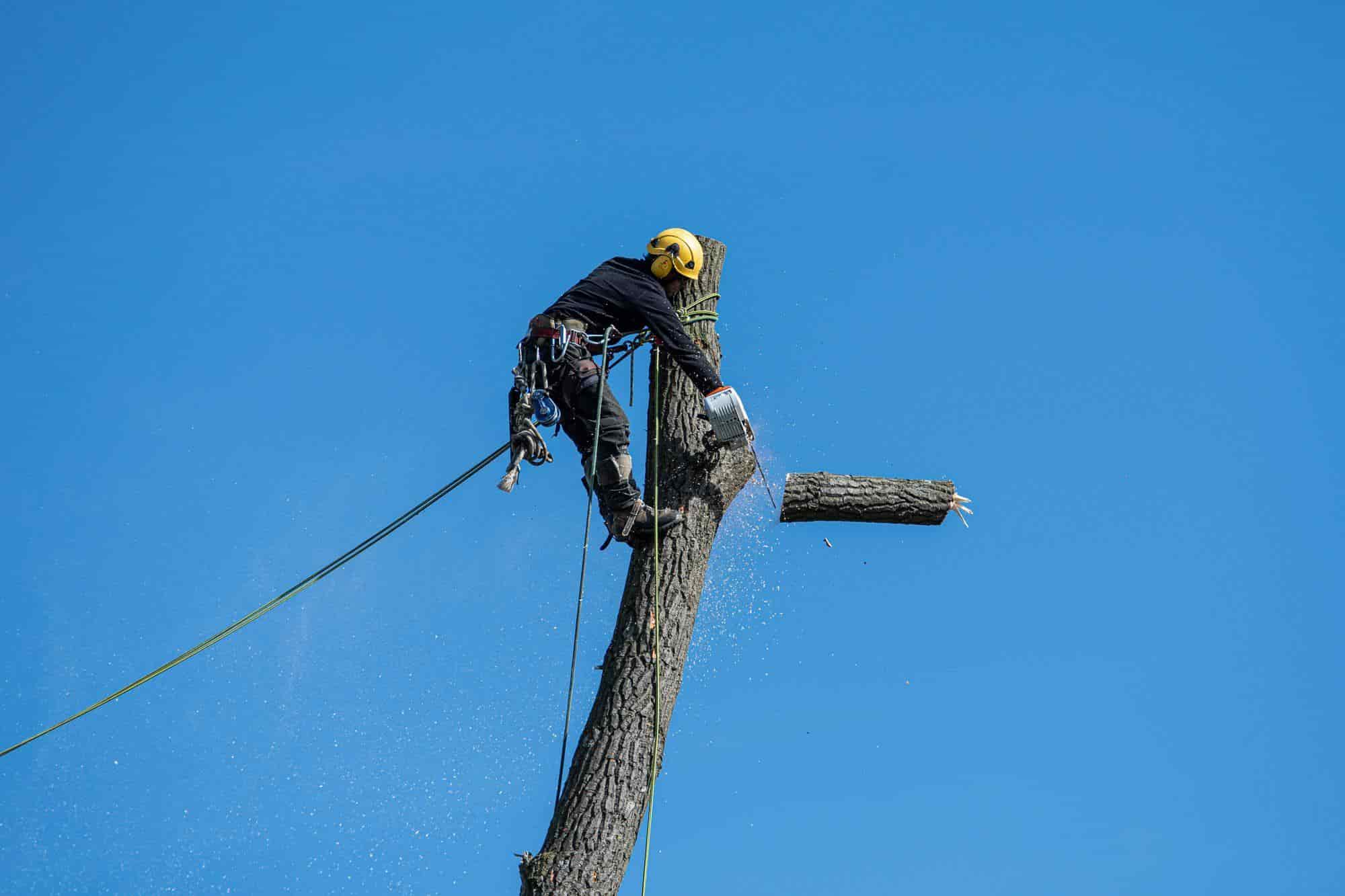 marketing for tree services in Charlotte, North Carolina