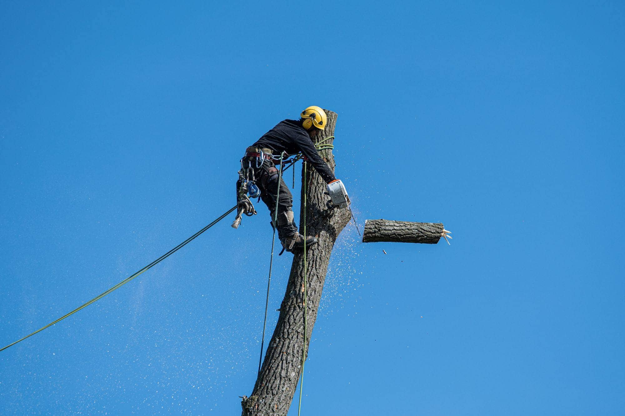 Tree Service work